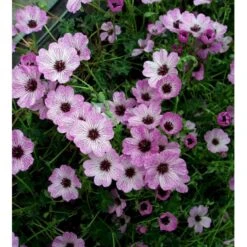 Storkenæb 'Ballerina' Geranium Cinereum 'Ballerina' 10 Cm. Potte 18 Storkenæb 'Ballerina' Geranium Cinereum 'Ballerina' 10 Cm. Potte -Osmo Salgsbutik mi1053 geranium cinereum ballerina f51a