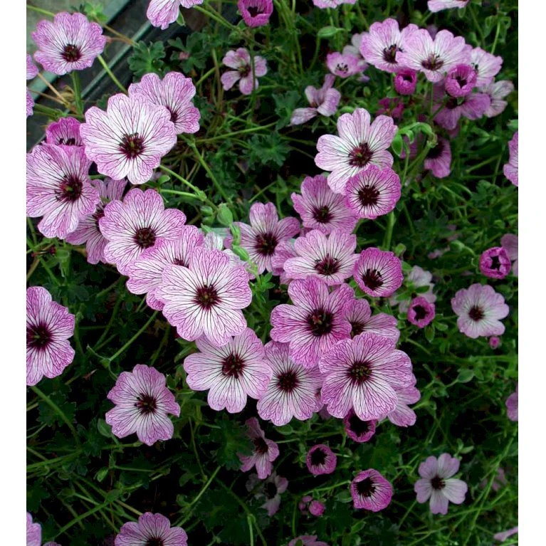 Storkenæb 'Ballerina' Geranium Cinereum 'Ballerina' 10 Cm. Potte 8 Storkenæb 'Ballerina' Geranium Cinereum 'Ballerina' 10 Cm. Potte - Billede 6