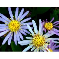 Japansk Asters 'Asran' Aster Ageratoides 'Asran' 1 Liter Potte -Osmo Salgsbutik mi10543 aster ageratoides asran 16e7