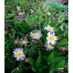 Japansk Asters 'Asran' Aster Ageratoides 'Asran' 1 Liter Potte -Osmo Salgsbutik mi10543 aster ageratoides asran 1cce