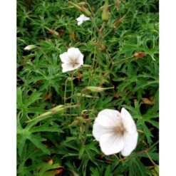 Storkenæb 'Kashmir White' Geranium Clarkei 'Kashmir White' 1 Liter Potte