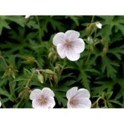 Storkenæb 'Kashmir White' Geranium Clarkei 'Kashmir White' 1 Liter Potte 8 Storkenæb 'Kashmir White' Geranium Clarkei 'Kashmir White' 1 Liter Potte -Osmo Salgsbutik mi1054 geranium clarkei kashmir white 9919