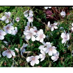 Storkenæb 'Kashmir White' Geranium Clarkei 'Kashmir White' 1 Liter Potte 9 Storkenæb 'Kashmir White' Geranium Clarkei 'Kashmir White' 1 Liter Potte -Osmo Salgsbutik mi1054 geranium clarkei kashmir white ac99