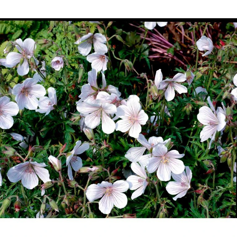 Storkenæb 'Kashmir White' Geranium Clarkei 'Kashmir White' 1 Liter Potte 6 Storkenæb 'Kashmir White' Geranium Clarkei 'Kashmir White' 1 Liter Potte - Billede 4
