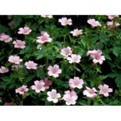 Storkenæb 'Rose Clair' Geranium Oxonianum 'Rose Clair' 10 Cm. Potte -Osmo Salgsbutik mi1056 geranium oxonianum rose clair 3154