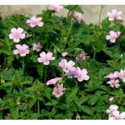 Storkenæb 'Rose Clair' Geranium Oxonianum 'Rose Clair' 10 Cm. Potte -Osmo Salgsbutik mi1056 geranium oxonianum rose clair 9d4a