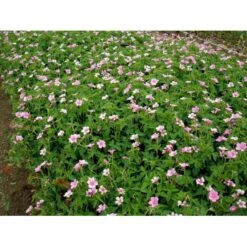 Storkenæb 'Rose Clair' Geranium Oxonianum 'Rose Clair' 10 Cm. Potte -Osmo Salgsbutik mi1056 geranium oxonianum rose clair b8bb