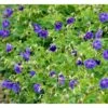 Himalaya-Storkenæb 'Gravetye' Geranium Himalayense 'Gravetye' 1 Liter Potte 1 Himalaya-Storkenæb 'Gravetye' Geranium Himalayense 'Gravetye' 1 Liter Potte -Osmo Salgsbutik mi1057 geranium himalayense gravetye 1da0