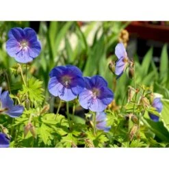 Himalaya-Storkenæb 'Gravetye' Geranium Himalayense 'Gravetye' 1 Liter Potte 13 Himalaya-Storkenæb 'Gravetye' Geranium Himalayense 'Gravetye' 1 Liter Potte -Osmo Salgsbutik mi1057 geranium himalayense gravetye 241d