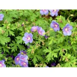 Himalaya-Storkenæb 'Gravetye' Geranium Himalayense 'Gravetye' 1 Liter Potte 15 Himalaya-Storkenæb 'Gravetye' Geranium Himalayense 'Gravetye' 1 Liter Potte -Osmo Salgsbutik mi1057 geranium himalayense gravetye 3302