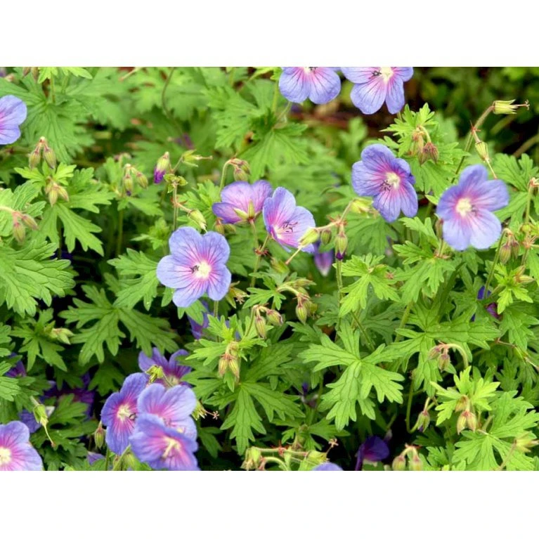 Himalaya-Storkenæb 'Gravetye' Geranium Himalayense 'Gravetye' 1 Liter Potte 9 Himalaya-Storkenæb 'Gravetye' Geranium Himalayense 'Gravetye' 1 Liter Potte - Billede 7