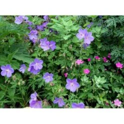 Himalaya-Storkenæb 'Gravetye' Geranium Himalayense 'Gravetye' 1 Liter Potte 11 Himalaya-Storkenæb 'Gravetye' Geranium Himalayense 'Gravetye' 1 Liter Potte -Osmo Salgsbutik mi1057 geranium himalayense gravetye 7935