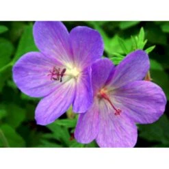 Himalaya-Storkenæb 'Gravetye' Geranium Himalayense 'Gravetye' 1 Liter Potte 12 Himalaya-Storkenæb 'Gravetye' Geranium Himalayense 'Gravetye' 1 Liter Potte -Osmo Salgsbutik mi1057 geranium himalayense gravetye e2df