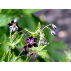 Bølgekronet Storkenæb Geranium Phaeum 1 Liter Potte -Osmo Salgsbutik mi1060 geranium phaeum b229