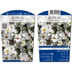 Pudeasters 'Schneekissen' Aster Dumosus 'Schneekissen' 1 Liter Potte