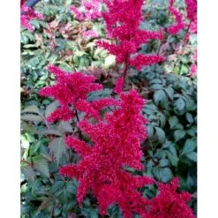 Astilbe 'Fanal' Astilbe Arendsii-hybrid 'Fanal' 1 Liter Potte -Osmo Salgsbutik mi10667 astilbe arendsii fanal 46ac