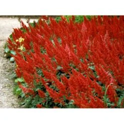 Astilbe 'Fanal' Astilbe Arendsii-hybrid 'Fanal' 1 Liter Potte -Osmo Salgsbutik mi10667 astilbe arendsii fanal 4b87