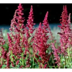 Astilbe 'Fanal' Astilbe Arendsii-hybrid 'Fanal' 1 Liter Potte -Osmo Salgsbutik mi10667 astilbe arendsii fanal d53a