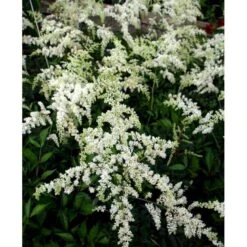 Astilbe 'Brautschleir' Astilbe Arendsii 'brautschleir'' 1 Liter Potte -Osmo Salgsbutik mi10669 astilbe brautschleier 5568