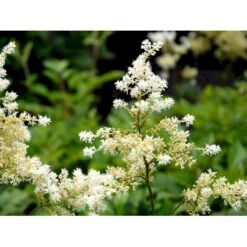 Astilbe 'Brautschleir' Astilbe Arendsii 'brautschleir'' 1 Liter Potte -Osmo Salgsbutik mi10669 astilbe brautschleier 8593