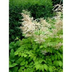 Astilbe 'Brautschleir' Astilbe Arendsii 'brautschleir'' 1 Liter Potte -Osmo Salgsbutik mi10669 astilbe brautschleier a585