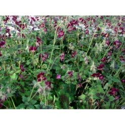 Bølgekronet Storkenæb 'Samobor' Geranium Phaeum 'Samobor' 1 Liter Potte -Osmo Salgsbutik mi1067 geranium phaeum samobor 04bc