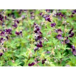 Bølgekronet Storkenæb 'Samobor' Geranium Phaeum 'Samobor' 1 Liter Potte -Osmo Salgsbutik mi1067 geranium phaeum samobor 05a3