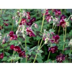 Bølgekronet Storkenæb 'Samobor' Geranium Phaeum 'Samobor' 1 Liter Potte -Osmo Salgsbutik mi1067 geranium phaeum samobor 0ec4