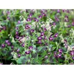 Bølgekronet Storkenæb 'Samobor' Geranium Phaeum 'Samobor' 1 Liter Potte -Osmo Salgsbutik mi1067 geranium phaeum samobor 1445