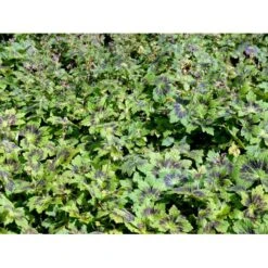 Bølgekronet Storkenæb 'Samobor' Geranium Phaeum 'Samobor' 1 Liter Potte -Osmo Salgsbutik mi1067 geranium phaeum samobor 8a6a