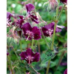 Bølgekronet Storkenæb 'Samobor' Geranium Phaeum 'Samobor' 1 Liter Potte -Osmo Salgsbutik mi1067 geranium phaeum samobor d840