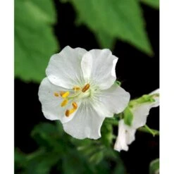 Bølgekronet Storkenæb 'Album' Geranium Phaeum 'Album' 1 Liter Potte 12 Bølgekronet Storkenæb 'Album' Geranium Phaeum 'Album' 1 Liter Potte -Osmo Salgsbutik mi1068 geranium phaeum album 515a