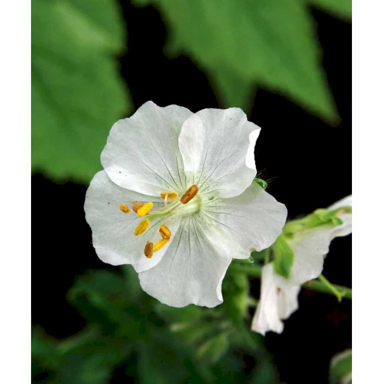 Bølgekronet Storkenæb 'Album' Geranium Phaeum 'Album' 1 Liter Potte 7 Bølgekronet Storkenæb 'Album' Geranium Phaeum 'Album' 1 Liter Potte - Billede 5
