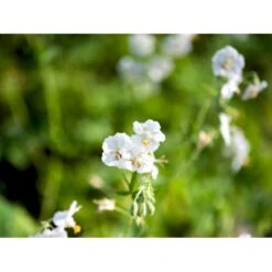 Bølgekronet Storkenæb 'Album' Geranium Phaeum 'Album' 1 Liter Potte 10 Bølgekronet Storkenæb 'Album' Geranium Phaeum 'Album' 1 Liter Potte -Osmo Salgsbutik mi1068 geranium phaeum album 581e