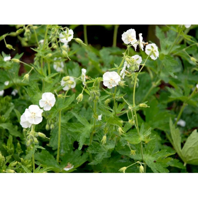 Bølgekronet Storkenæb 'Album' Geranium Phaeum 'Album' 1 Liter Potte 8 Bølgekronet Storkenæb 'Album' Geranium Phaeum 'Album' 1 Liter Potte - Billede 6