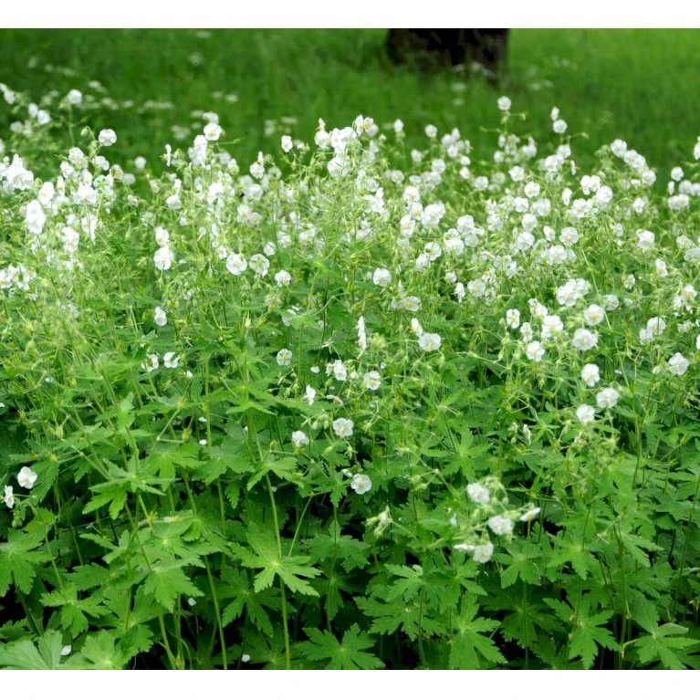 Bølgekronet Storkenæb 'Album' Geranium Phaeum 'Album' 1 Liter Potte 6 Bølgekronet Storkenæb 'Album' Geranium Phaeum 'Album' 1 Liter Potte - Billede 4