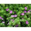 Blodrød Storkenæb Geranium Sanguineum 10 Cm. Potte -Osmo Salgsbutik mi1070 geranium sanguineum 11fd