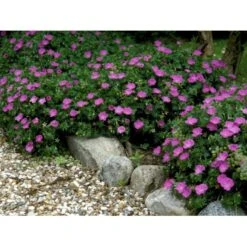 Blodrød Storkenæb Geranium Sanguineum 10 Cm. Potte -Osmo Salgsbutik mi1070 geranium sanguineum a79f