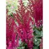 Astilbe 'Maggie Daley' Astilbe Hybrid 'Maggie Daley' 1 Liter Potte -Osmo Salgsbutik mi10710 astilbe maggie daley 65ca