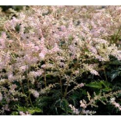 Astilbe 'Sprite' Astilbe Glaberrima-hybrid 'Sprite' 1 Liter Potte -Osmo Salgsbutik mi10730 astilbe sprite ab0f