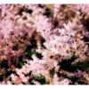 Astilbe 'Sprite' Astilbe Glaberrima-hybrid 'Sprite' 1 Liter Potte -Osmo Salgsbutik mi10730 astilbe sprite bff1