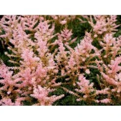 Astilbe 'Sprite' Astilbe Glaberrima-hybrid 'Sprite' 1 Liter Potte -Osmo Salgsbutik mi10730 astilbe sprite e006