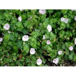 Blodrød Storkenæb 'Apfelblüte' Geranium Sanguineum 'Apfelblüte' 10 Cm. Potte -Osmo Salgsbutik mi1073 geranium sanguineum apfelbluete 0dbd