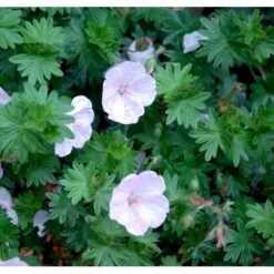 Blodrød Storkenæb 'Apfelblüte' Geranium Sanguineum 'Apfelblüte' 10 Cm. Potte -Osmo Salgsbutik mi1073 geranium sanguineum apfelbluete 6728