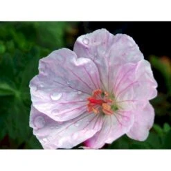 Blodrød Storkenæb 'Apfelblüte' Geranium Sanguineum 'Apfelblüte' 10 Cm. Potte -Osmo Salgsbutik mi1073 geranium sanguineum apfelbluete d366