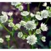 Stjerneskærm 'Star Of Billion' Astrantia Hybrid 'Star Of Billion'® 1 Liter Potte -Osmo Salgsbutik mi10746 astrantia star of billion r 2c75