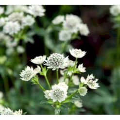 Stjerneskærm 'Star Of Billion' Astrantia Hybrid 'Star Of Billion'® 1 Liter Potte -Osmo Salgsbutik mi10746 astrantia star of billion r 5018
