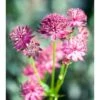 Stjerneskærm 'Venice' Astrantia Major 'Venice'® 1 Liter Potte -Osmo Salgsbutik mi10749 astrantia venice r f8c8