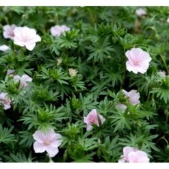 Blodrød Storkenæb 'Striatum' Geranium Sanguineum Var. Striatum 10 Cm. Potte -Osmo Salgsbutik mi1081 geranium sanguineum var striatum 1db7