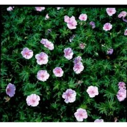 Blodrød Storkenæb 'Striatum' Geranium Sanguineum Var. Striatum 10 Cm. Potte -Osmo Salgsbutik mi1081 geranium sanguineum var striatum 63af